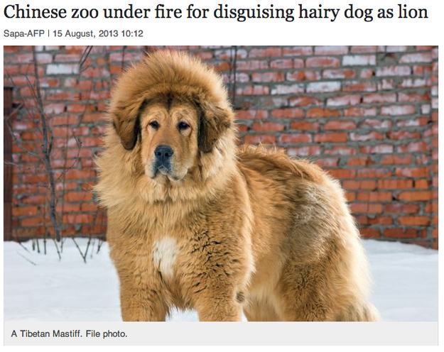 funny news headlines - Chinese zoo under fire for disguising hairy dog as lion SapaAfp | A Tibetan Mastiff. File photo.