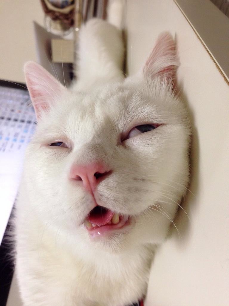 24 Animals That Are Totally on Drugs Right Now