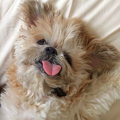 Marnie is the Goofiest Dog on the Internet