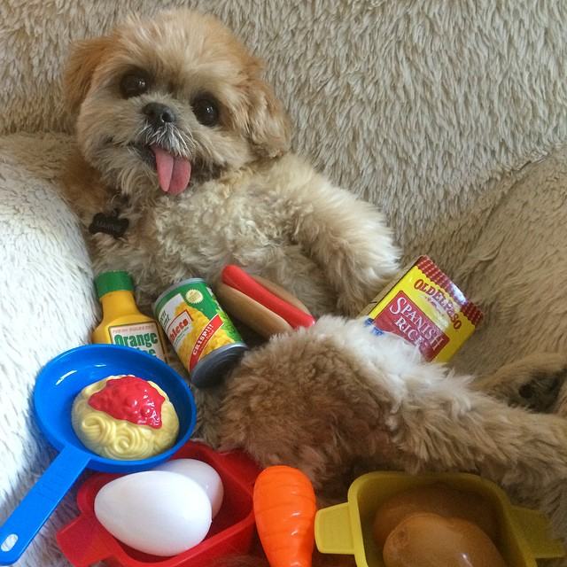 Marnie is the Goofiest Dog on the Internet