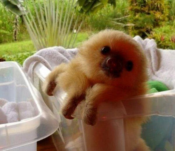 baby sloths memes
