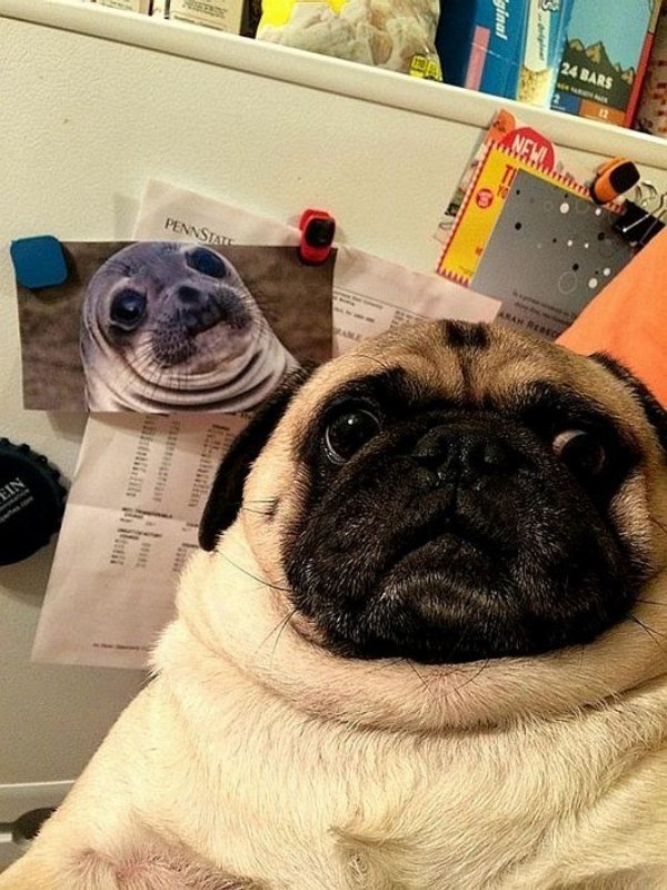 funny cool and random pics -pug selfie - ginal 24 Bars Pennstat mar