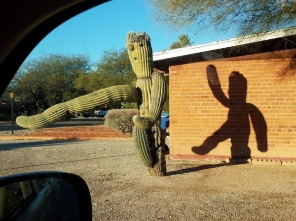 funny cool and random pics -dancing cactus