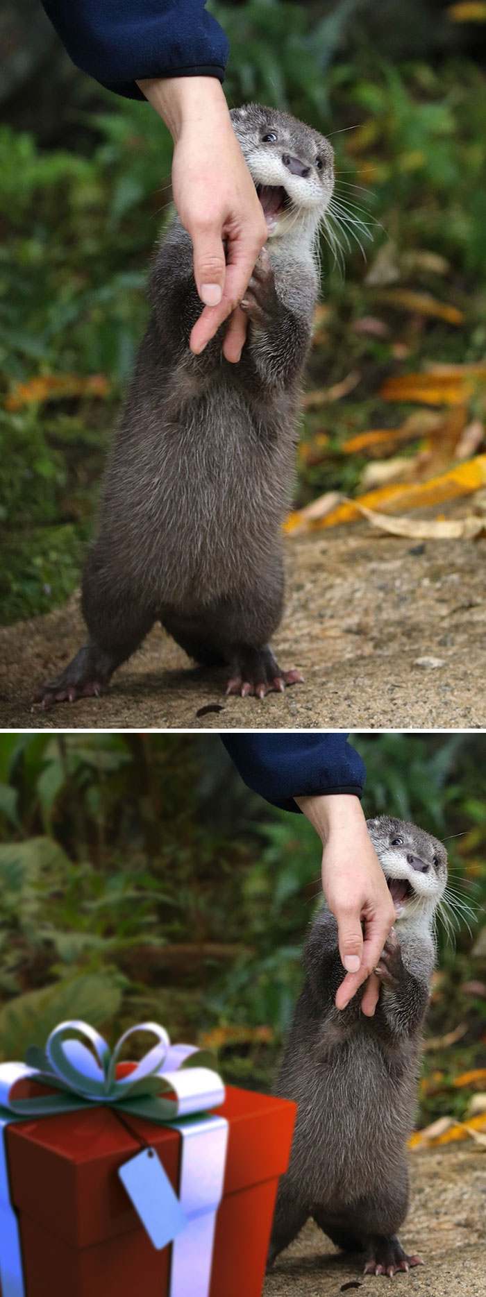 photoshop otter human