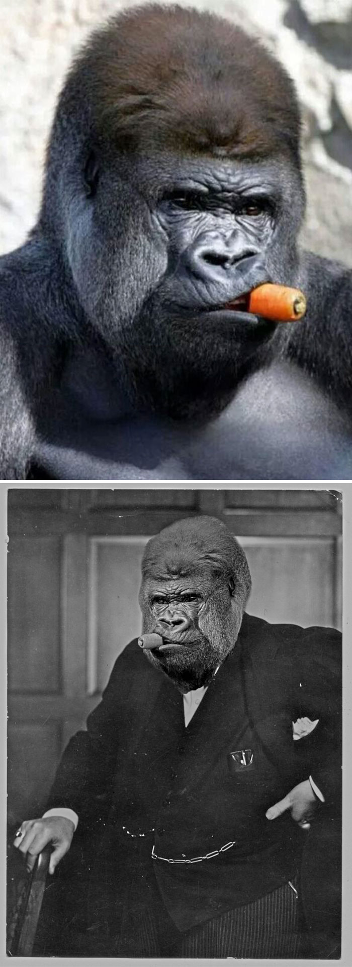 photoshop gorilla with carrot