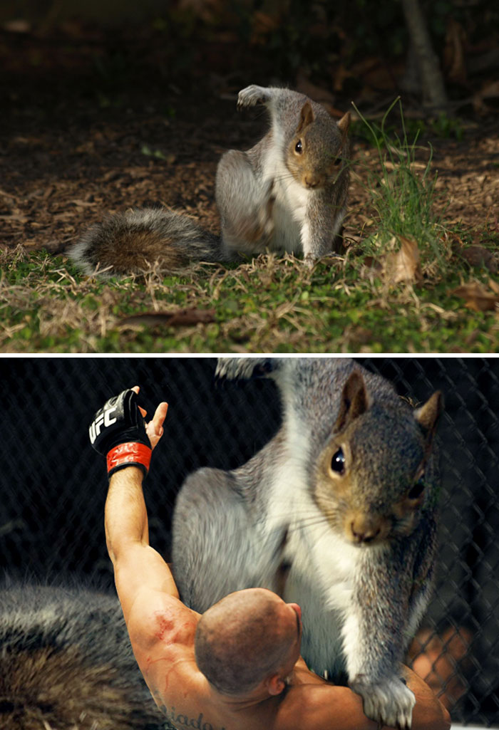 photoshop squirrel photoshop