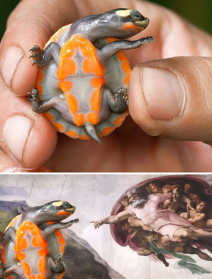 photoshop cute turtles