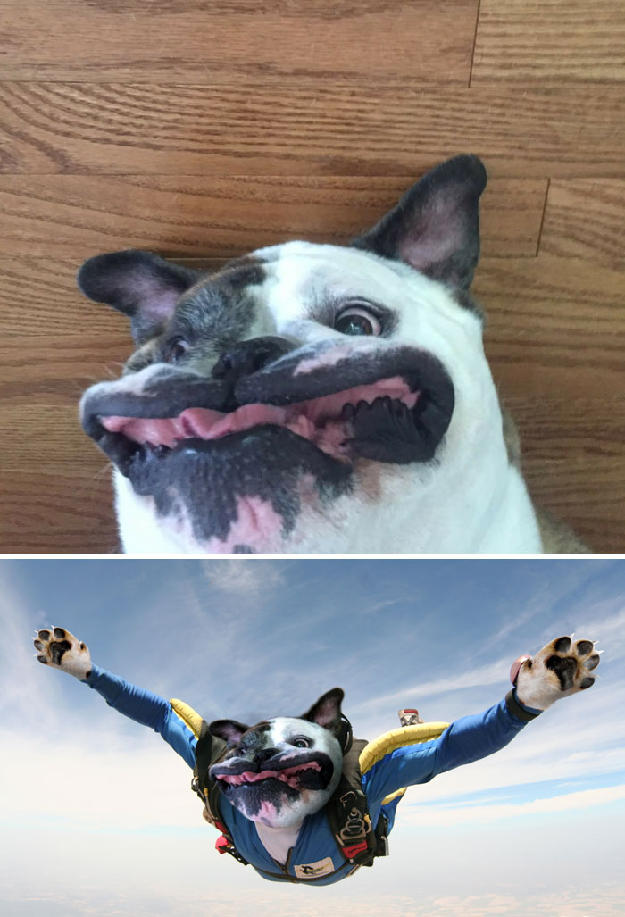 photoshop dogs are too pure for this world -