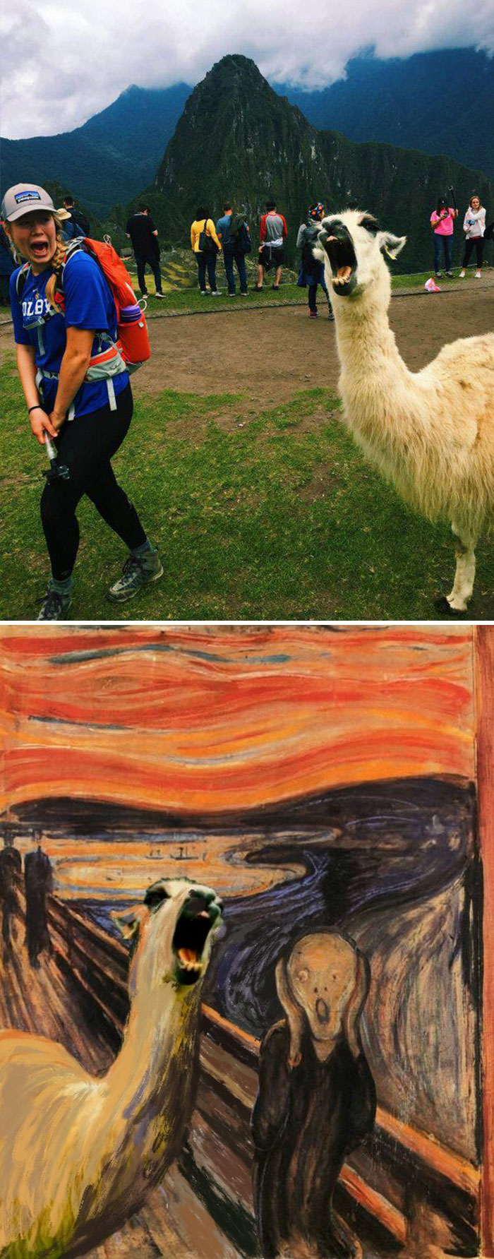 photoshop llama screaming