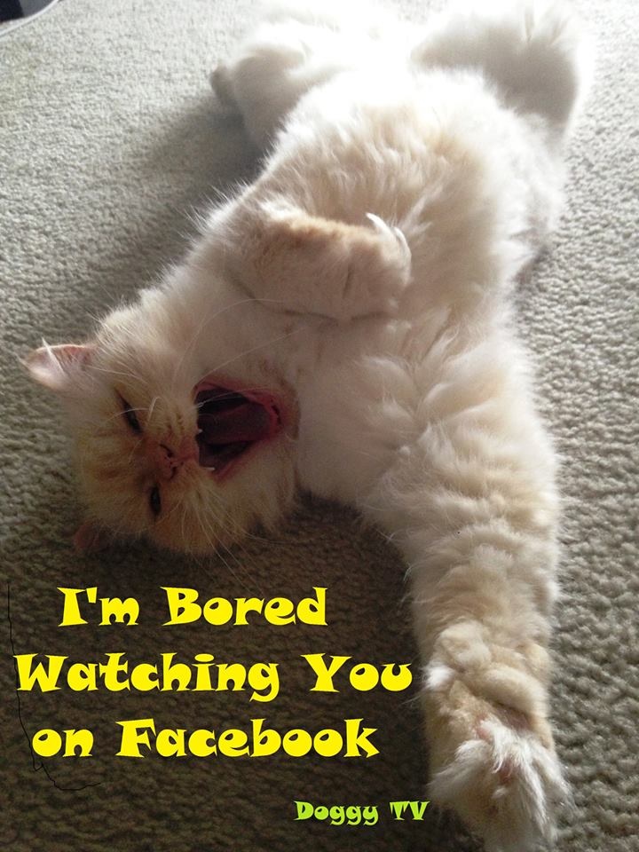 My Cat is Bored Watching YOU on Facebook.
Courtesy of Jeff Fleiss, Founder of Animal News.info, Spay Neuter USA and Doggy TV.