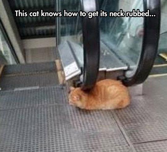 problems people have everyday - This cat knows how to get its neck rubbed...