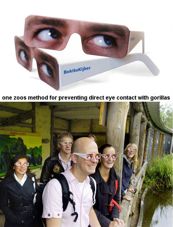 gorilla glasses - Bokitokijker one zoos method for preventing direct eye contact with gorillas