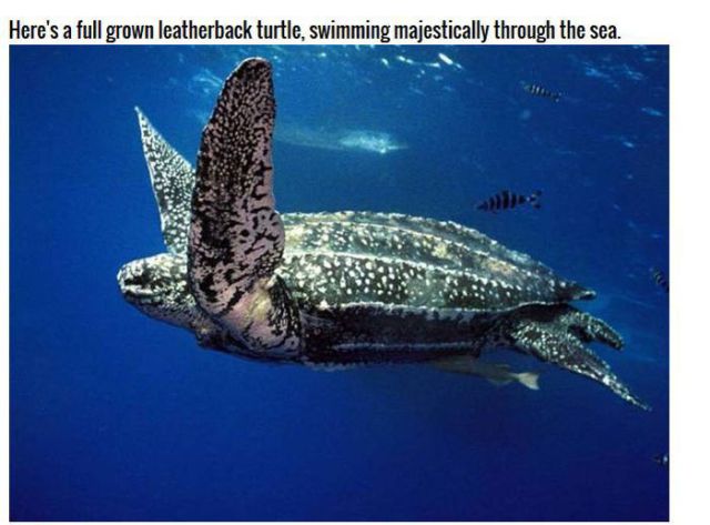 The Inside of a Turtle's Mouth Is Positively Terrifying