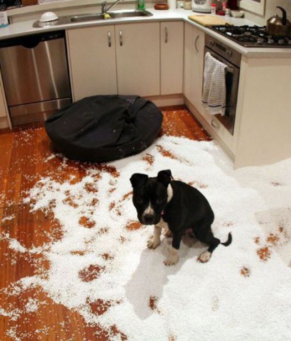 These Pets Clearly Have No Idea What Could Have Made This Mess