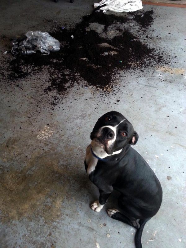 These Pets Clearly Have No Idea What Could Have Made This Mess