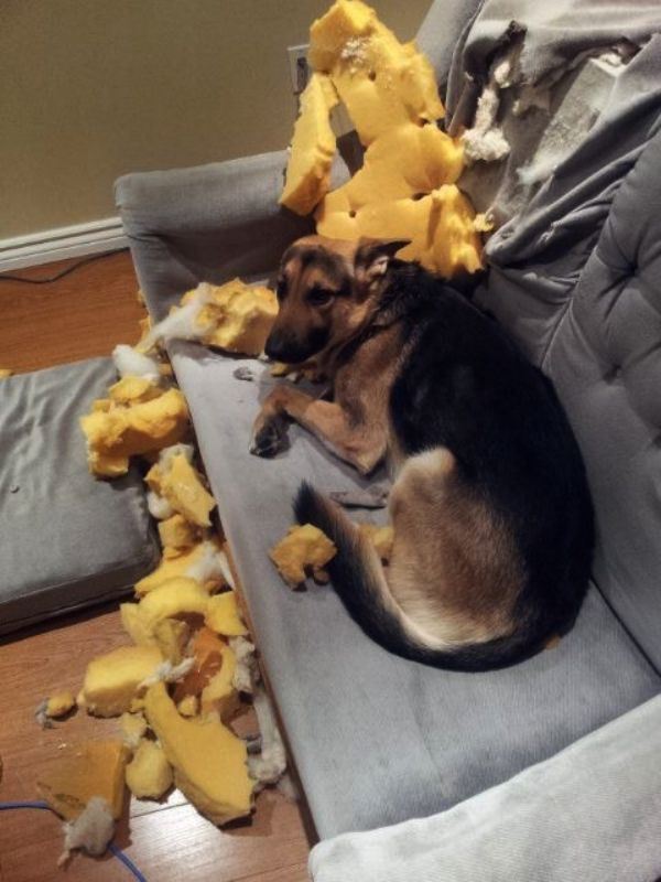 These Pets Clearly Have No Idea What Could Have Made This Mess