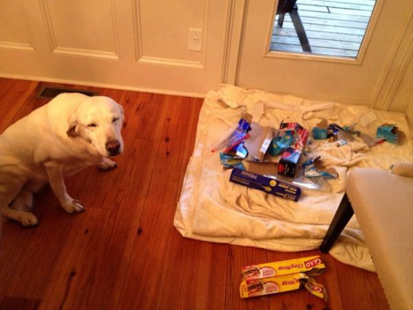 These Pets Clearly Have No Idea What Could Have Made This Mess