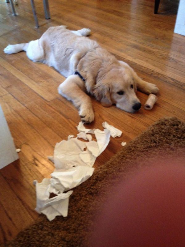 These Pets Clearly Have No Idea What Could Have Made This Mess