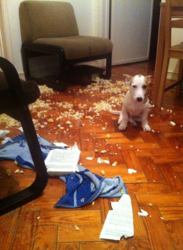 These Pets Clearly Have No Idea What Could Have Made This Mess