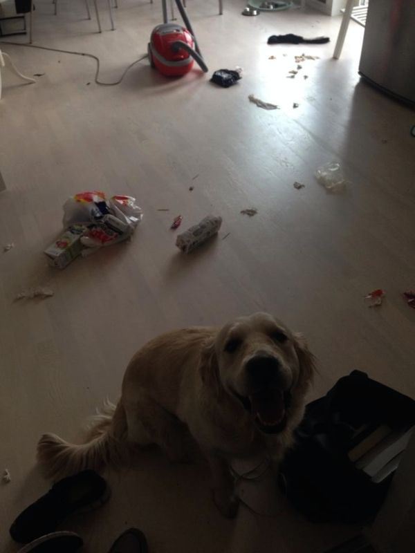 These Pets Clearly Have No Idea What Could Have Made This Mess