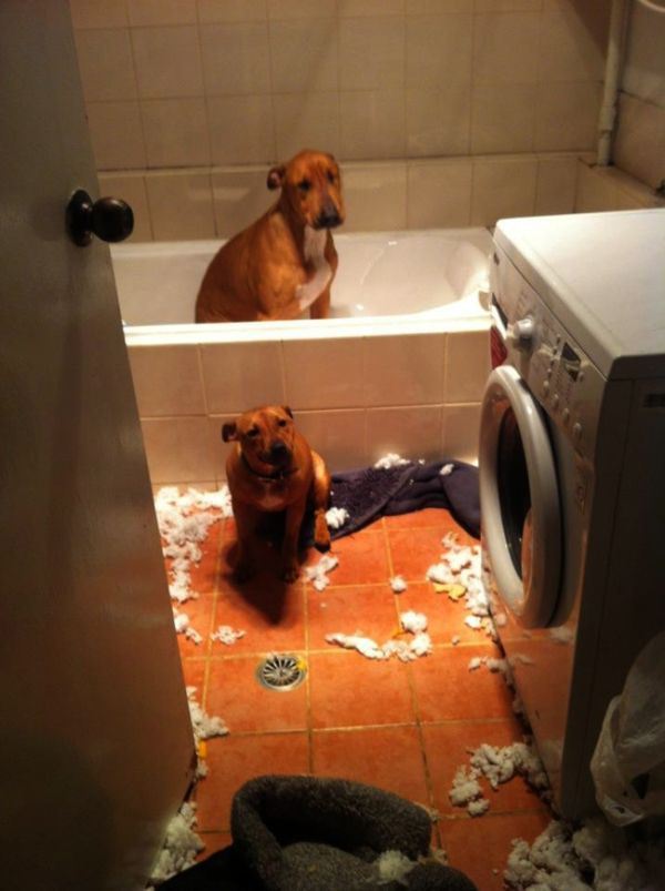 These Pets Clearly Have No Idea What Could Have Made This Mess