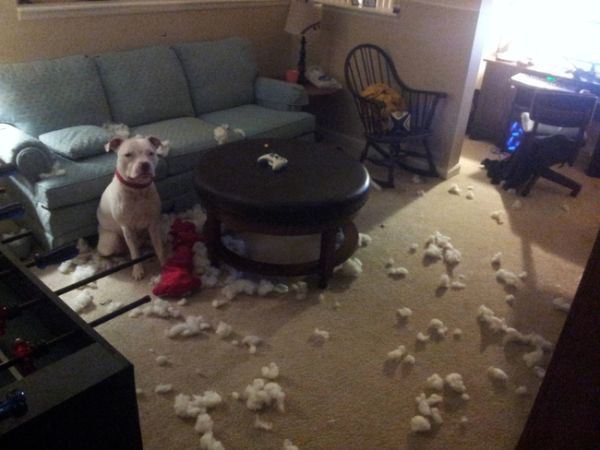 These Pets Clearly Have No Idea What Could Have Made This Mess