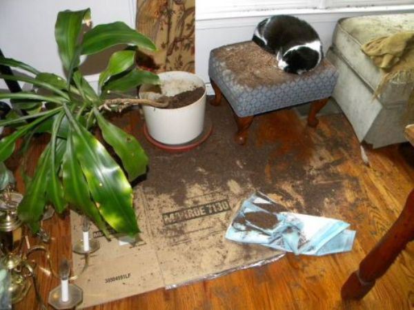 These Pets Clearly Have No Idea What Could Have Made This Mess