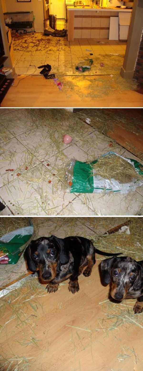 These Pets Clearly Have No Idea What Could Have Made This Mess