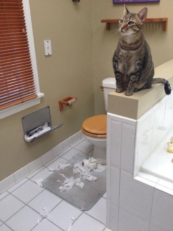 These Pets Clearly Have No Idea What Could Have Made This Mess