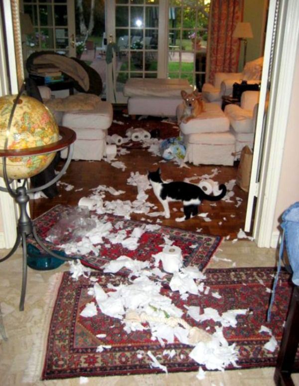 These Pets Clearly Have No Idea What Could Have Made This Mess