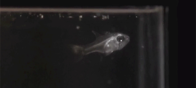 Cardinal Fish: Breathes Fire - When swallowed by its arch enemy, the Cardinal fish, a zooplankton called Ostracod secretes a sudden blast of luminescent chemicals. This makes the Cardinal light up like a Times Square billboard, which is no bueno for a fish with plenty of its own enemies to avoid.