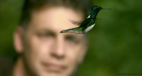 Hummingbird: Levitation - This tiny bird's narrow, tapered wings and amazing joints make it the only one on Earth that can sustain long-term hovering. They can also fly backwards and change direction almost instantly.