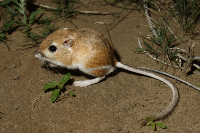Kangaroo Rat: Lives Without Water - Humans can barely make it three days without water. Yet this little desert rat can survive without it for three YEARS. Why? Because they spend their time nibbling seeds and other plants that contain moisture. They also conserve water by hanging out underground during the day, emerging only in the cool of the night to search for food.