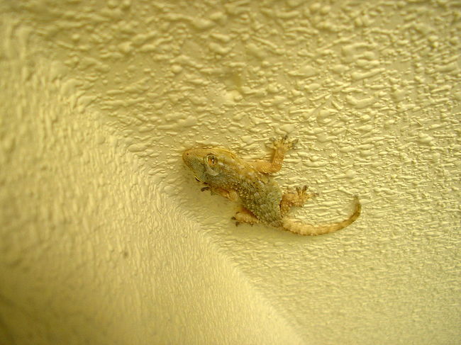 Gecko: Walks Up Walls - The Geckos ability to climb walls, hang upside down, and apparently "stick" to anything is the envy of superheroes everywhere except Spiderman, maybe. This real life superpower is the result of thousands of tiny hairs and hair-like structures on the lizard's feet, called setae and spatulae.