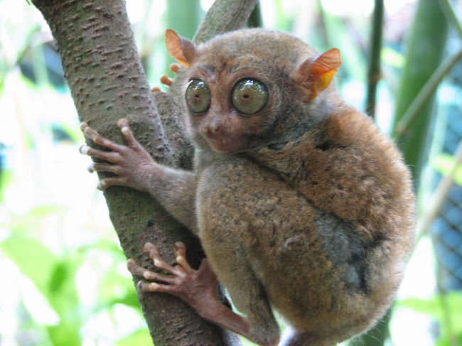 Tarsier: Night Vision - With enormous eyes, the largest of any mammal, relative to body size, it should come as no surprise that the tarsier has extremely acute eyesight and superb night vision. Each of its eyes more than its brain and is fixed inside its skull. To look around, the tarsier rotates that whole freaky head, up to 180 degrees!