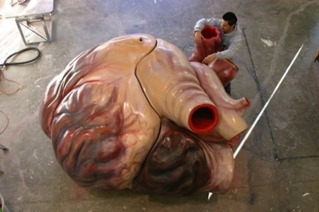 The heart of a blue whale is so big, a human can swim through the arteries