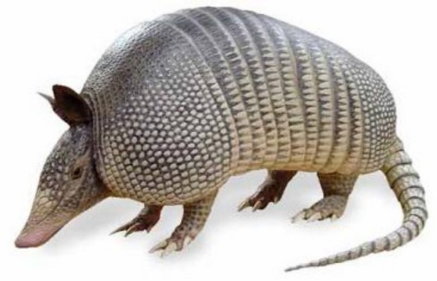 Armadillos nearly always give birth to identical quadruplets