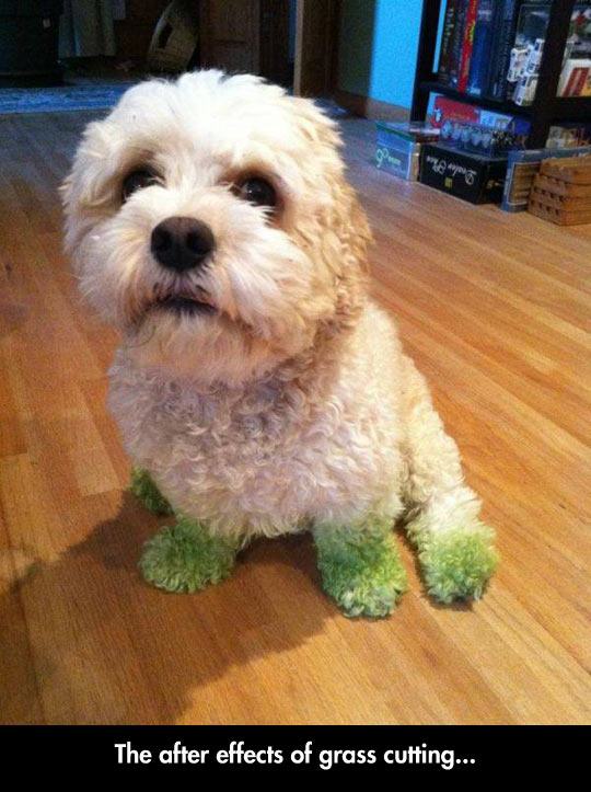 guess whos been running in the grass - The after effects of grass cutting...