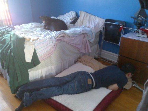 dogs take over your bed
