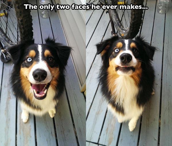 australian shepherd shaming - The only two faces he ever makes...