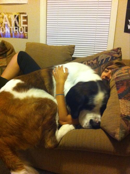 Big Dogs That Insist They Are Lap Dogs