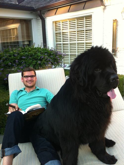 Big Dogs That Insist They Are Lap Dogs