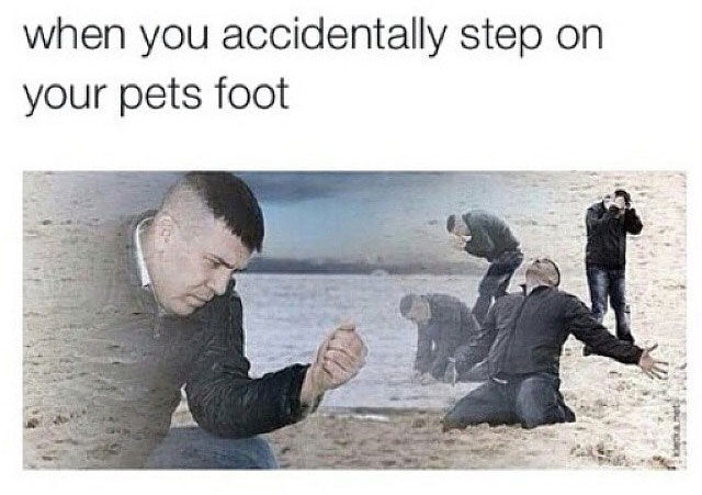 you accidentally step on your dog - when you accidentally step on your pets foot