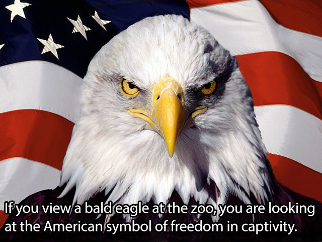 eagle american flag - If you viewa bald eagle at the zoo, you are looking at the American symbol of freedom in captivity.