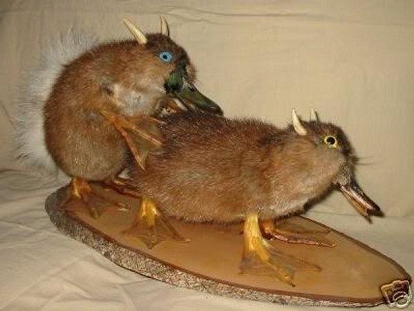 30 Creepy, WTF Taxidermied Animals