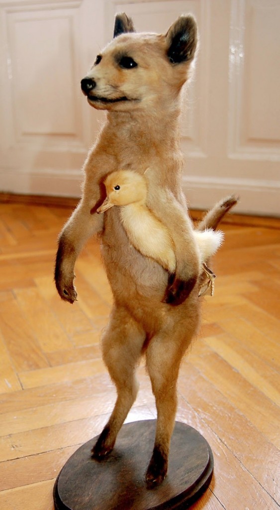 30 Creepy, WTF Taxidermied Animals