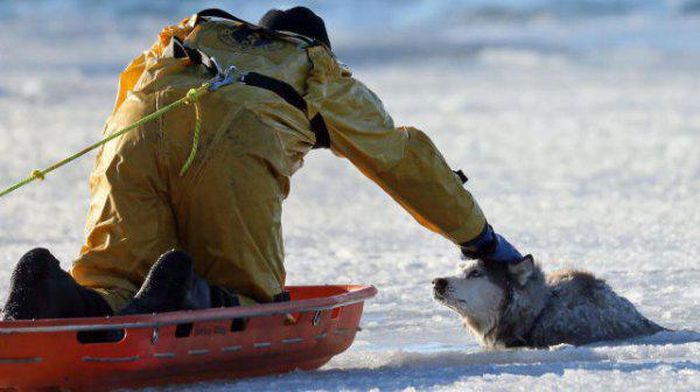 Sylvie, a 13-year-old husky, had bolted during his morning walk, only to fall through the ice of Castle Island in South Boston. Firefighter Sean Coyle comes to the rescue, inching out and pulling the trapped and trembling pooch to safety.