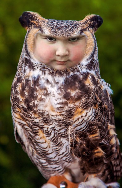 little girl holding owl