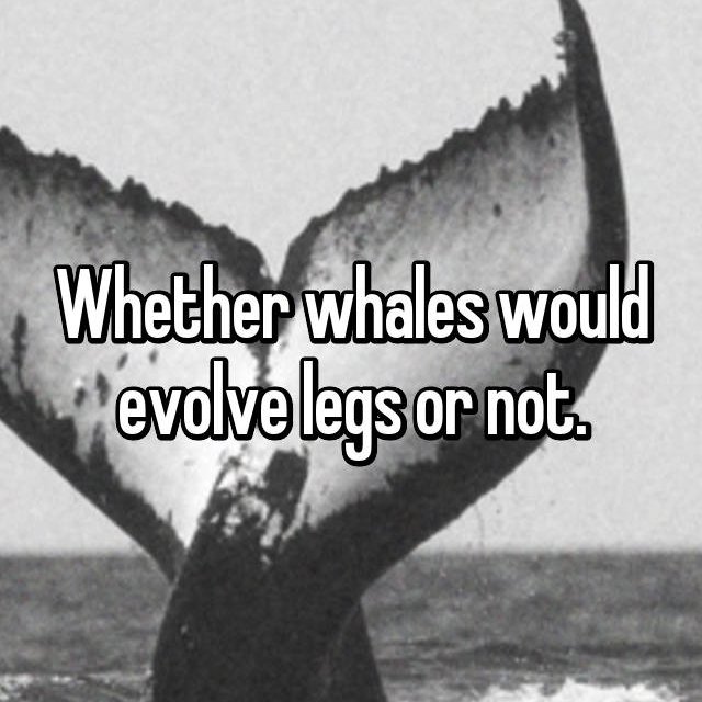 monochrome photography - Whether whales would evolve legs or not