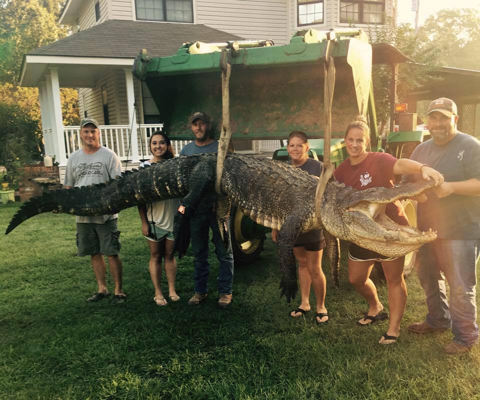 Tiffany was in a party of six which had been searching the the waters for almost a full day when they bumped into the almost 14-foot long gator at  Bayou Pierre.